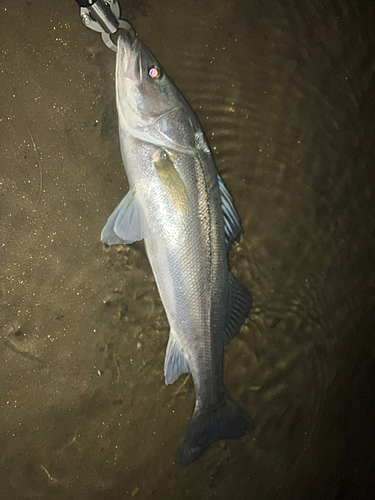 スズキの釣果