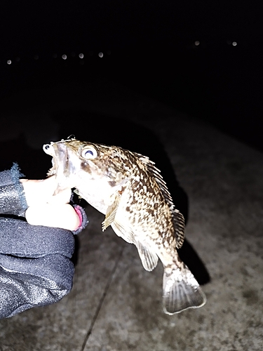 クロソイの釣果