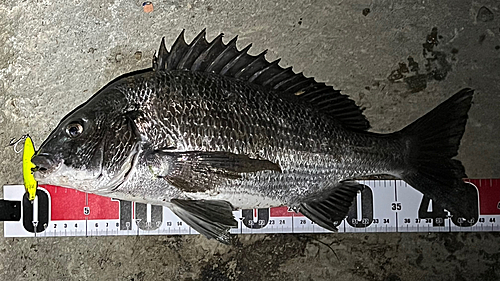 クロダイの釣果