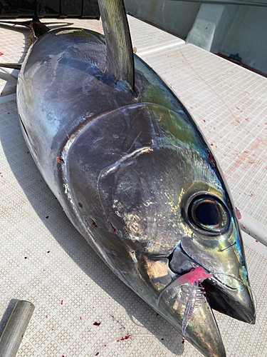 メバチマグロの釣果