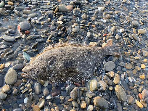 ソゲの釣果