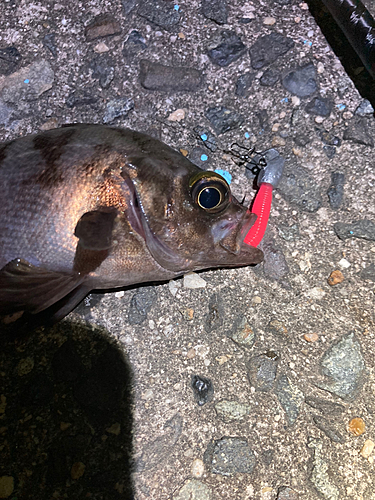 メバルの釣果