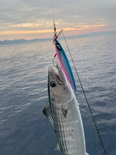 ハガツオの釣果