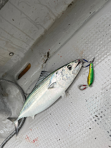 ハガツオの釣果