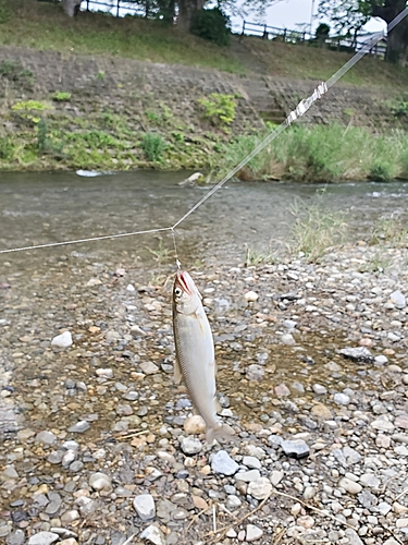 コアユの釣果