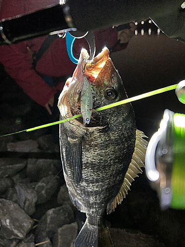 チヌの釣果