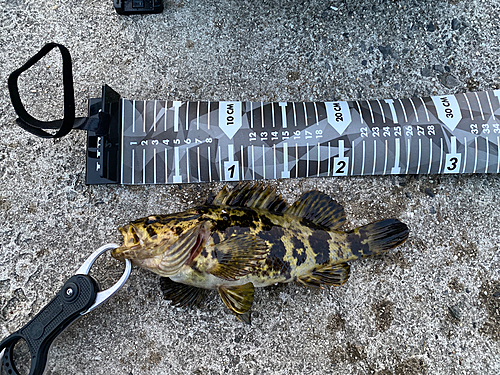 タケノコメバルの釣果