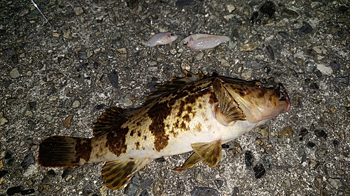 ベッコウゾイの釣果