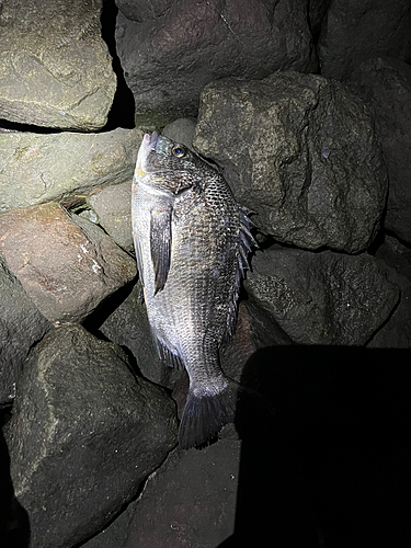 チヌの釣果