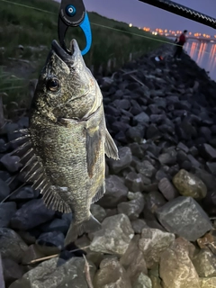 チヌの釣果