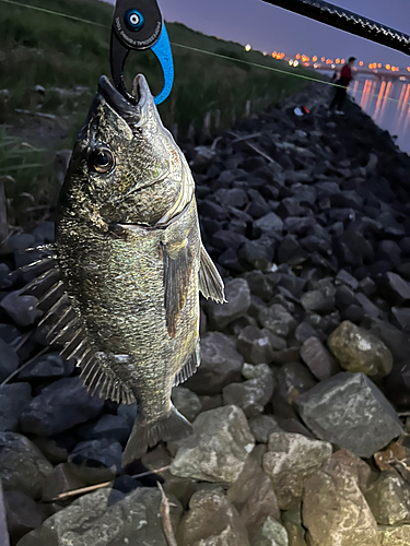 チヌの釣果