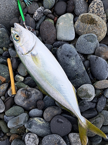 ワカシの釣果