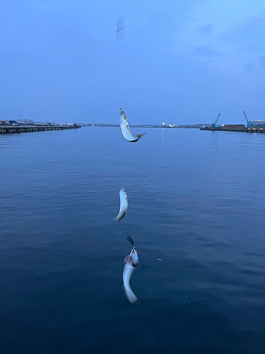 サバの釣果