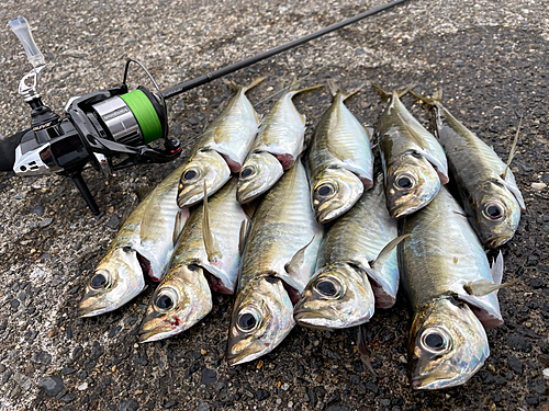 アジの釣果