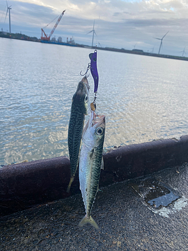 サバの釣果