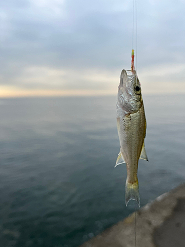 セイゴ（マルスズキ）の釣果