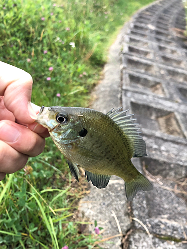 ブルーギルの釣果