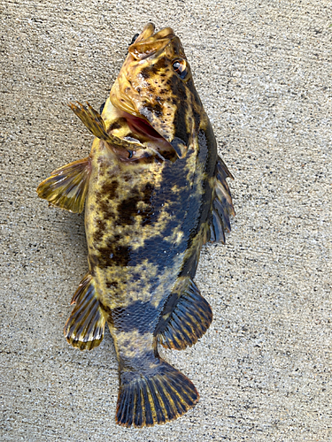 タケノコメバルの釣果