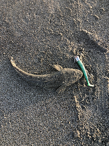 マゴチの釣果