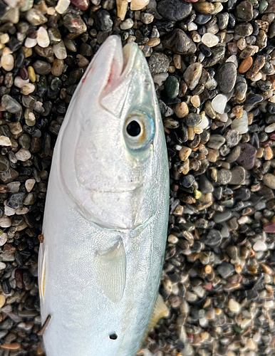 ハマチの釣果