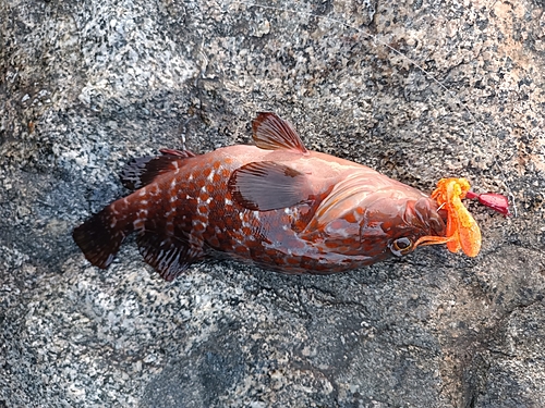 キジハタの釣果