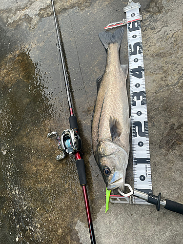 シーバスの釣果