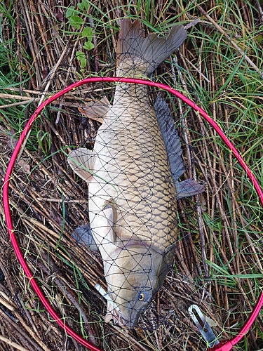 コイの釣果