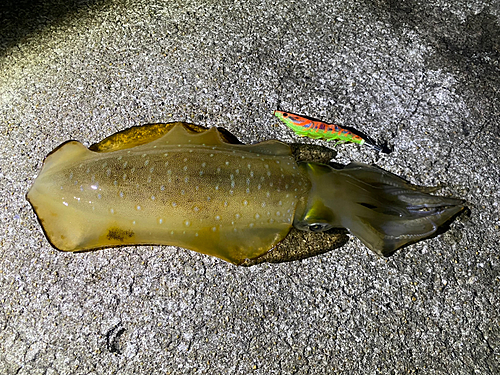 アオリイカの釣果