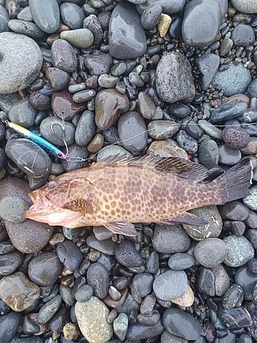 オオモンハタの釣果