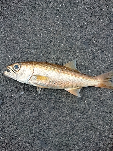 ムツの釣果