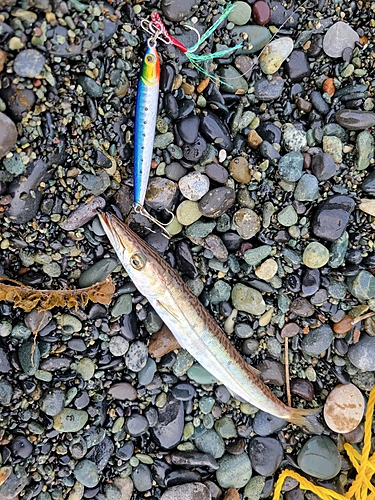 カマスの釣果