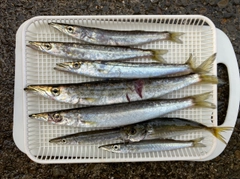 カマスの釣果