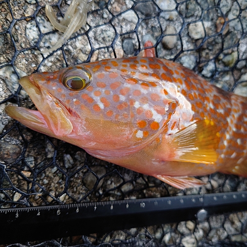 キジハタの釣果