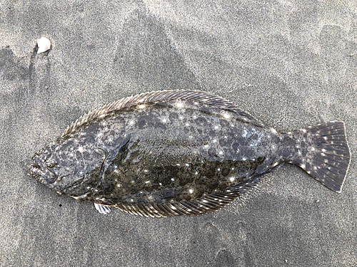 ヒラメの釣果