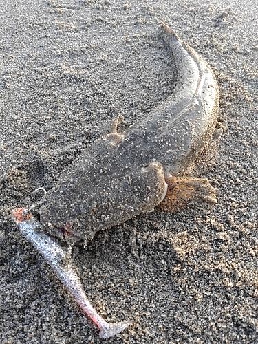 マゴチの釣果