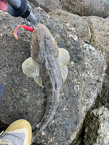 マゴチの釣果