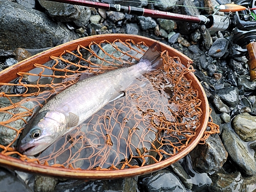 イワナの釣果