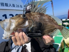 マトウダイの釣果