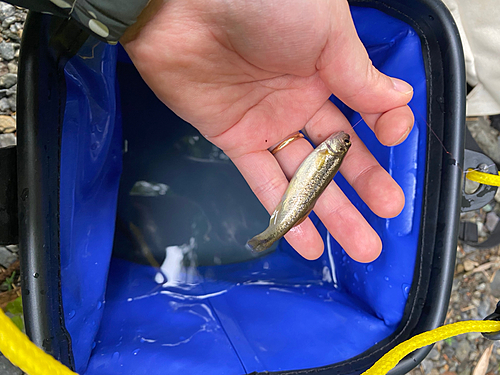 アブラハヤの釣果