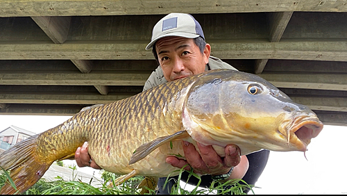 コイの釣果