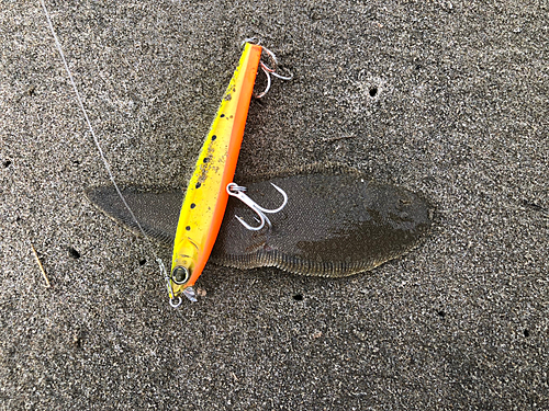 シタビラメの釣果