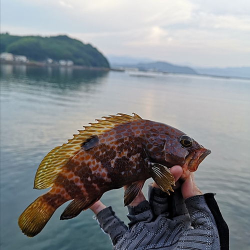 キジハタの釣果