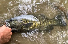 スモールマウスバスの釣果