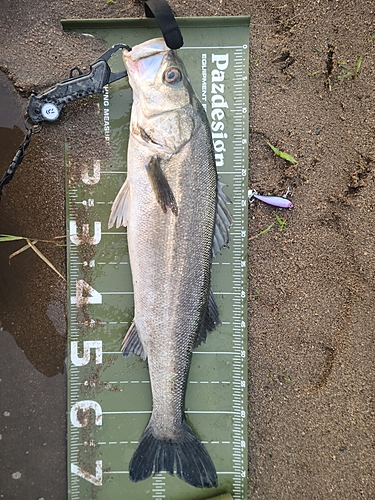 スズキの釣果