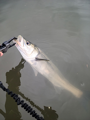 スズキの釣果