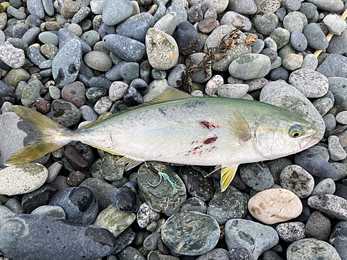 ワカシの釣果