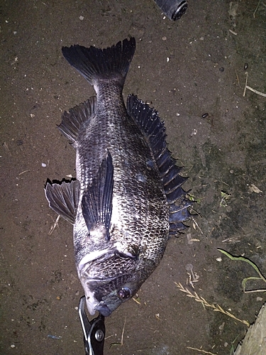 クロダイの釣果