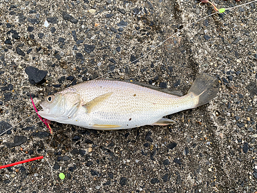 イシモチの釣果