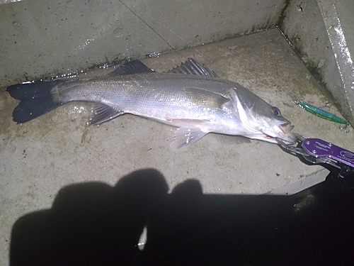 シーバスの釣果