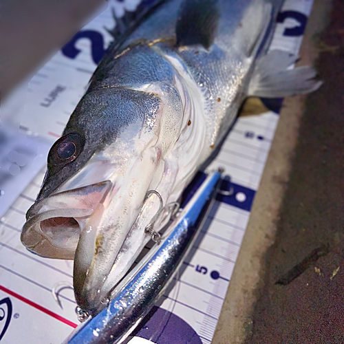 シーバスの釣果